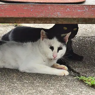 アイシャドウが濃すぎるネコ　　アロポンパパさん
