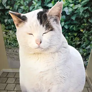 看板すぎるネコ　　ライナスさん