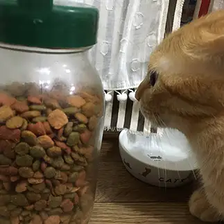 ご飯の時間が待ち遠しすぎるネコ　　﨑島友美さん
