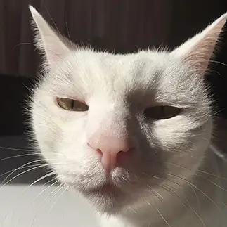 ブチャイク猫すぎるネコ　　ウエマッティーさん