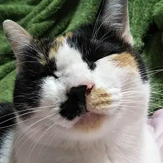 大福すぎるネコ　　野良猫かのんさん