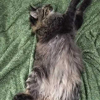 踊りすぎるネコ　　野良猫かのんさん
