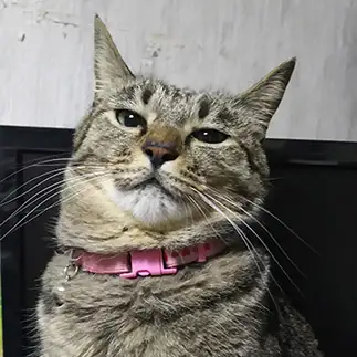 引きすぎるネコ　　野良猫かのんさん