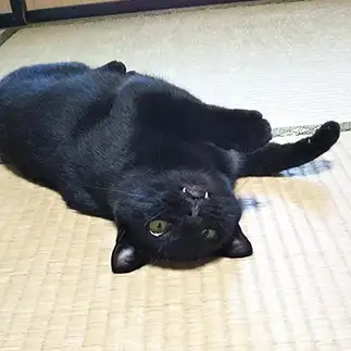 ドラキュラすぎるネコ　　野良猫かのんさん