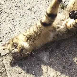 吸い込まれすぎるネコ　　野良猫かのんさん