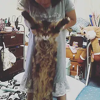 延びすぎるネコ　　kiraramamaさん