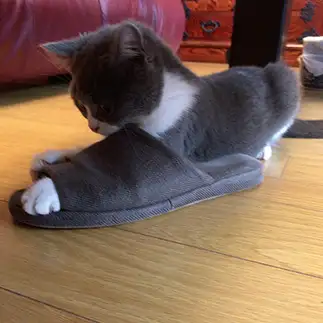 ブカブカすぎるネコ　　ひーわんさん