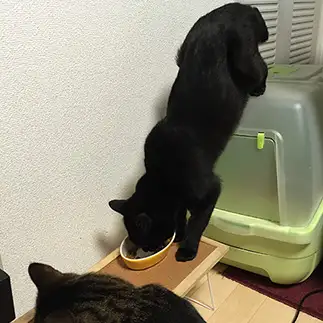 美意識が高すぎるネコ　　ちいさん