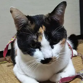 散歩に行きたいアピールが凄すぎるネコ　　野良猫かのんさん