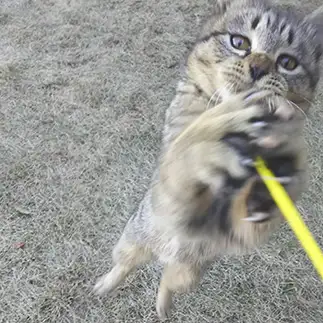 ３Dすぎるネコ　　野良猫かのんさん