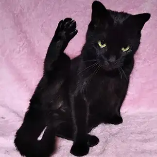 セクシーすぎるネコ　　野良猫かのんさん
