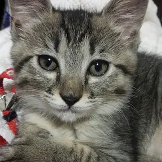 アナウンサーすぎるネコ　　野良猫かのんさん