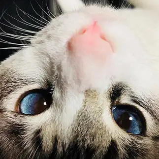 眼差しで誘惑しすぎるネコ　　かかしさん