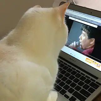 ASKAファンすぎるネコ　　ユキココさん