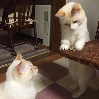 手品師すぎるネコ　　ユキココさん