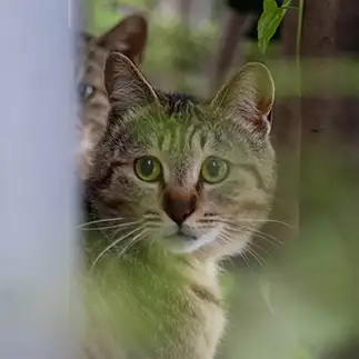ホラー映画のあるある展開すぎるネコ　　サトウヒロキさん