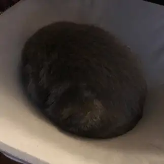 おはぎすぎるネコ　　ともたろうさん