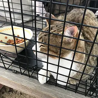 去勢済んでるのに捕まりすぎるネコ　　もちおさん