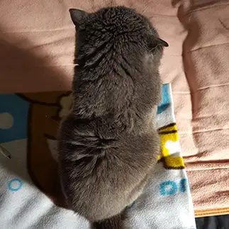 哀愁ただよいすぎるネコ　　ロデムママさん