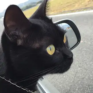 車が好きすぎるネコ　　プレシャスさん