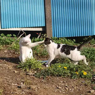 ツッコミすぎるネコ　　よしおさん