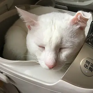 リラックスしすぎるネコ　　らまらまさん