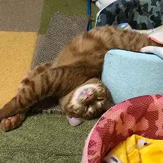 溢れすぎるネコ　　はるきちさん