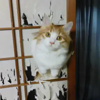 確信犯すぎるネコ　　とうとんさん