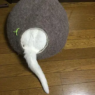 シャイすぎるネコ　　武内由美子さん