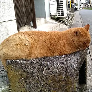 長く伸びすぎるネコ　　上鵜瀬麻有さん