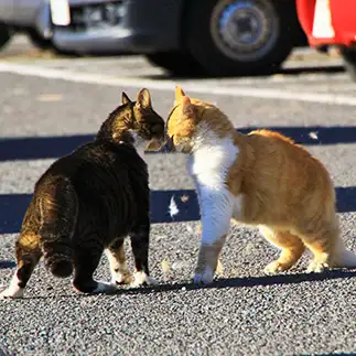 ガチンコすぎるネコ　　れみぞーさん
