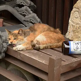 酔っぱらいすぎるネコ　　pecoさん