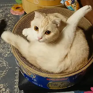 ヘンな座り方すぎるネコ　　あるとははさん