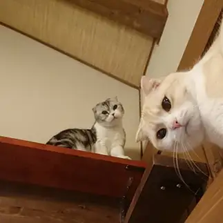 見下ろしすぎるネコ　　あるとははさん