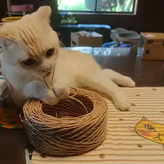 ヒモが好きすぎるネコ　　あるとははさん