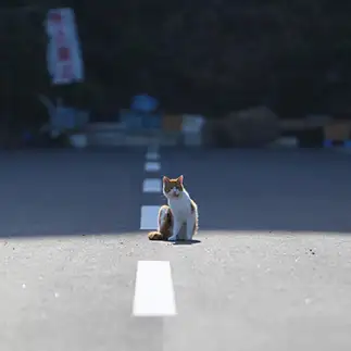 明暗が分かれすぎるネコ　　井上訓さん