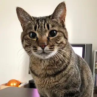 心に訴えかけすぎるネコ　　たすさん