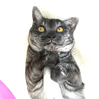 たくらみすぎるネコ　　きよりるさん