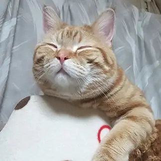 おっさんすぎるネコ　　モフぽんさん