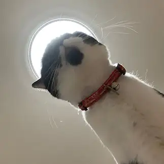 天使降臨すぎるネコ　　ルーシーさん