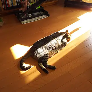 陽だまりにフィットしすぎるネコ　　寺島夕季さん
