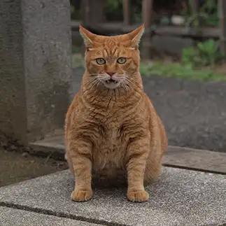 フレーメンすぎるネコ　　よしおさん
