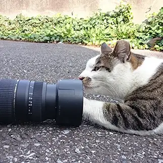 カメラの使い方が分からなすぎるネコ　　よしおさん