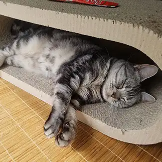 くつろぎすぎるネコ　　新屋大輔さん