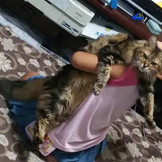 延びる猫すぎるネコ　　きららさん