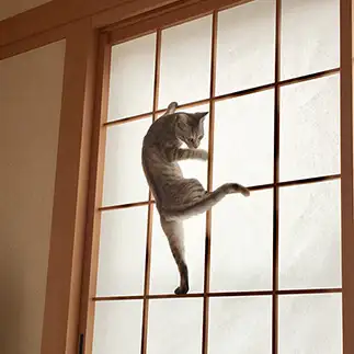 忍者すぎるネコ　　ゆみこさん