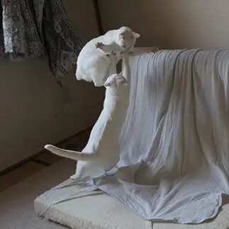 アクロバティックすぎるネコ　　かなかなさん