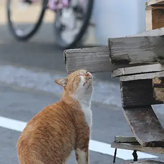 かゆすぎるネコ　　井上訓さん