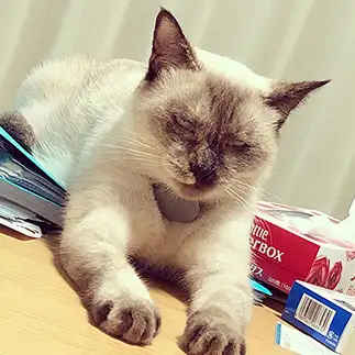 ゴルゴすぎるネコ　　かなぶんさん