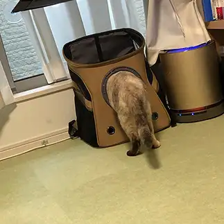 かくれんぼが下手すぎるネコ　　かなぶんさん